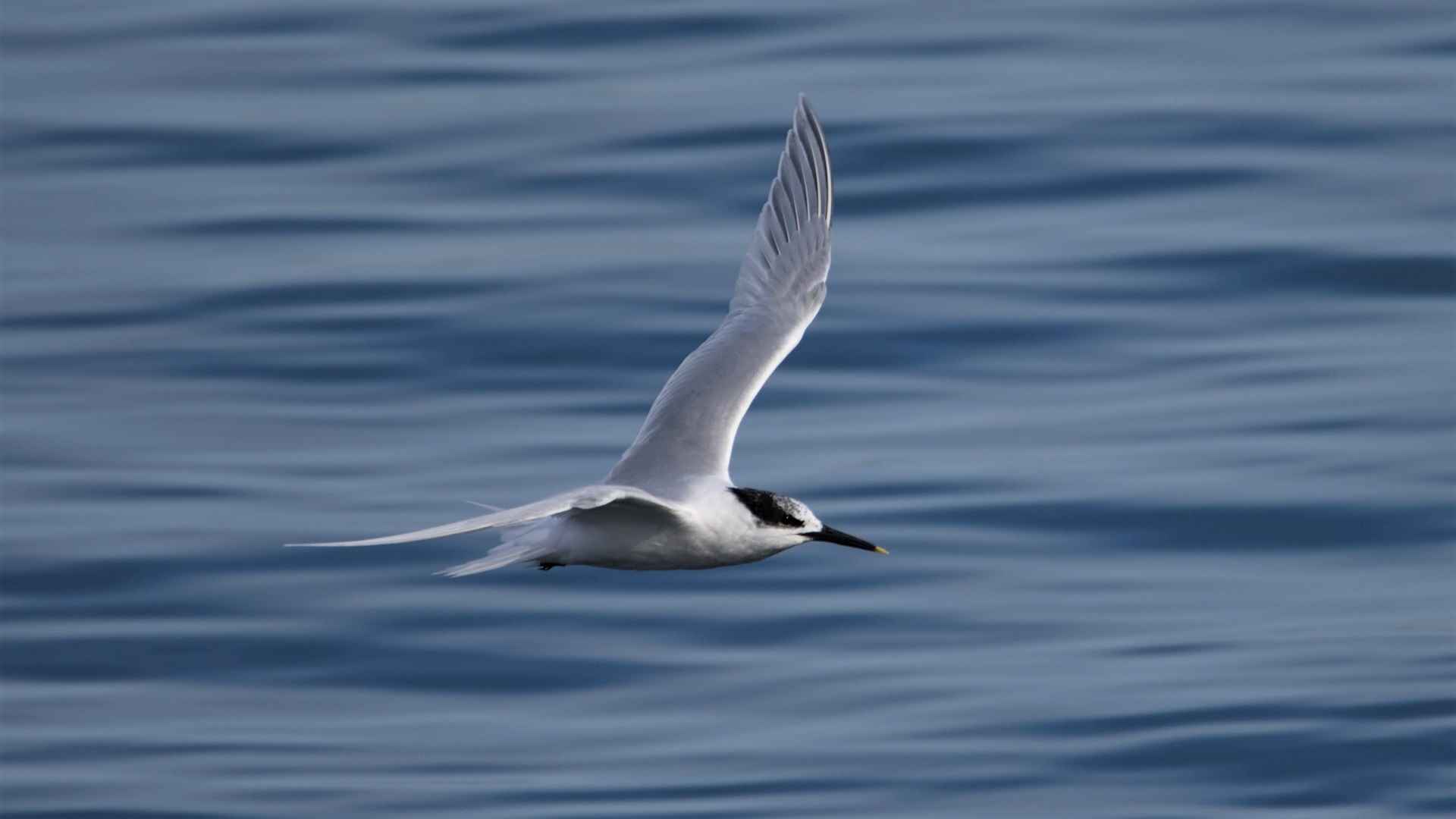Sandwich Tern